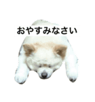 ダックス＆ポメラニアン（個別スタンプ：5）