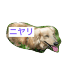 ダックス＆ポメラニアン（個別スタンプ：8）