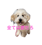 トイプードルのイアリくん（個別スタンプ：1）