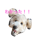トイプードルのイアリくん（個別スタンプ：3）