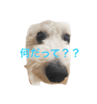 トイプードルのイアリくん（個別スタンプ：4）