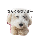 トイプードルのイアリくん（個別スタンプ：8）