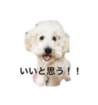 トイプードルのイアリくん（個別スタンプ：9）
