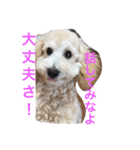 トイプードルのイアリくん（個別スタンプ：12）