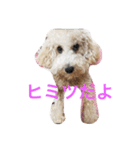 トイプードルのイアリくん（個別スタンプ：13）