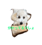トイプードルのイアリくん（個別スタンプ：14）