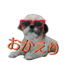 シーズー大好き！-いちごちゃん-（個別スタンプ：2）