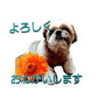 シーズー大好き！-いちごちゃん-（個別スタンプ：6）