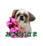 シーズー大好き！-いちごちゃん-（個別スタンプ：7）
