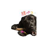 黒ラブ バディ（個別スタンプ：14）