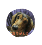 大好きなダックス（個別スタンプ：3）