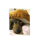 大好きなダックス（個別スタンプ：5）