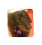 大好きなダックス（個別スタンプ：6）