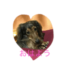 大好きなダックス（個別スタンプ：7）