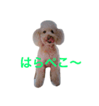 気ままなここにゃん♡第2弾（個別スタンプ：4）
