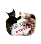 白猫かーさんファミリー（個別スタンプ：11）