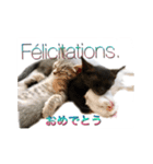 白猫かーさんファミリー（個別スタンプ：13）