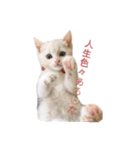 白猫かーさんファミリー（個別スタンプ：17）