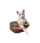 白猫かーさんファミリー（個別スタンプ：18）