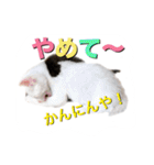 白猫かーさんファミリー（個別スタンプ：21）