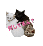 白猫かーさんファミリー（個別スタンプ：24）