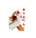 白猫かーさんファミリー（個別スタンプ：25）