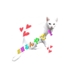 白猫かーさんファミリー（個別スタンプ：26）