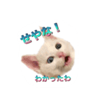 白猫かーさんファミリー（個別スタンプ：27）
