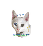 白猫かーさんファミリー（個別スタンプ：29）