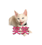 白猫かーさんファミリー（個別スタンプ：30）