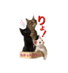白猫かーさんファミリー（個別スタンプ：32）