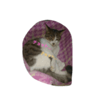 Neko daisuki（個別スタンプ：2）