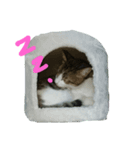 Neko daisuki（個別スタンプ：3）