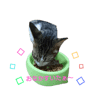 Neko daisuki（個別スタンプ：4）