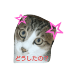 Neko daisuki（個別スタンプ：5）