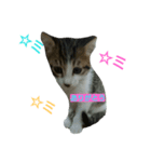 Neko daisuki（個別スタンプ：6）