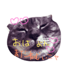 うちのチョコにゃん（個別スタンプ：2）