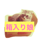 うちのチョコにゃん（個別スタンプ：5）