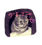 うちのチョコにゃん（個別スタンプ：6）