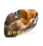 ちゃちゃまる！（個別スタンプ：5）