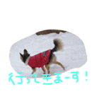 ちゃちゃまる！（個別スタンプ：7）