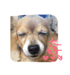 ちゃちゃまる！（個別スタンプ：11）