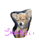 ちゃちゃまる！（個別スタンプ：15）