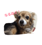 ちゃちゃまる！（個別スタンプ：16）