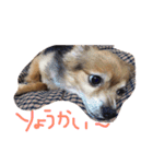 ちゃちゃまる！（個別スタンプ：19）