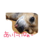 ちゃちゃまる！（個別スタンプ：20）