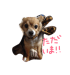 ちゃちゃまる！（個別スタンプ：21）