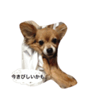 ちゃちゃまる！（個別スタンプ：22）