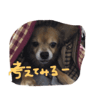 ちゃちゃまる！（個別スタンプ：23）