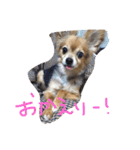 ちゃちゃまる！（個別スタンプ：24）